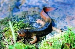 �������Ӫ����ֵ ������Ĺ�Ч������